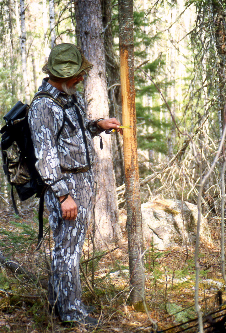 Doc inspecting a very larger antler rub. Bark has been scraped from a 5 inch diameter tree from a height of 3 to 6 feet.