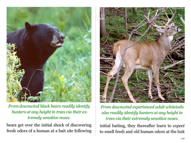 Drawing shows how Doc sets up Black Bear hunters with the perfect shot.