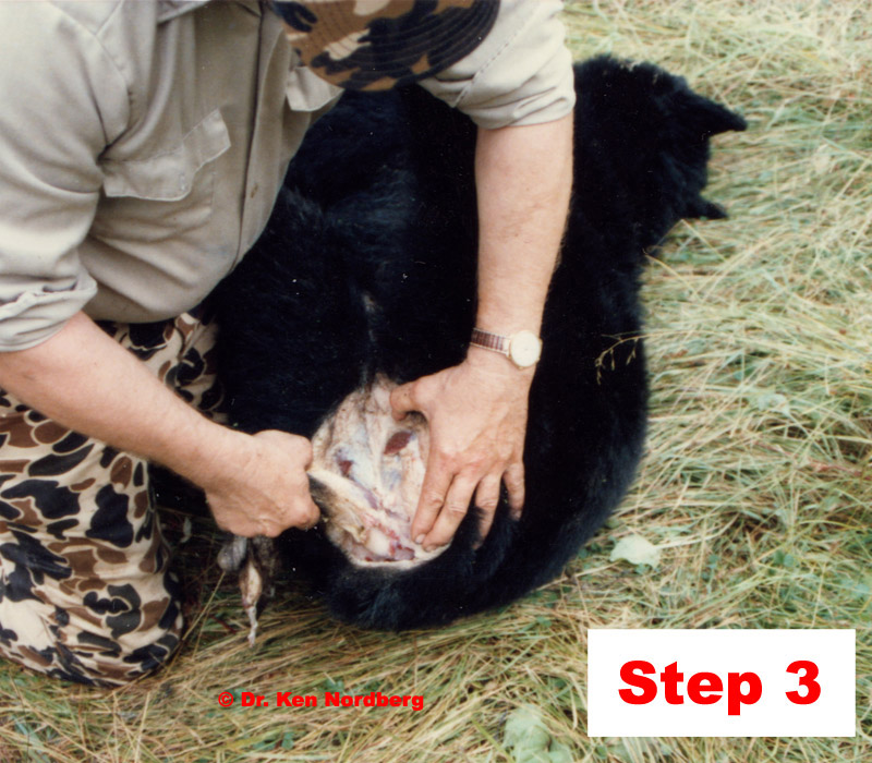 Step 3 Field Dressing a Black Bear