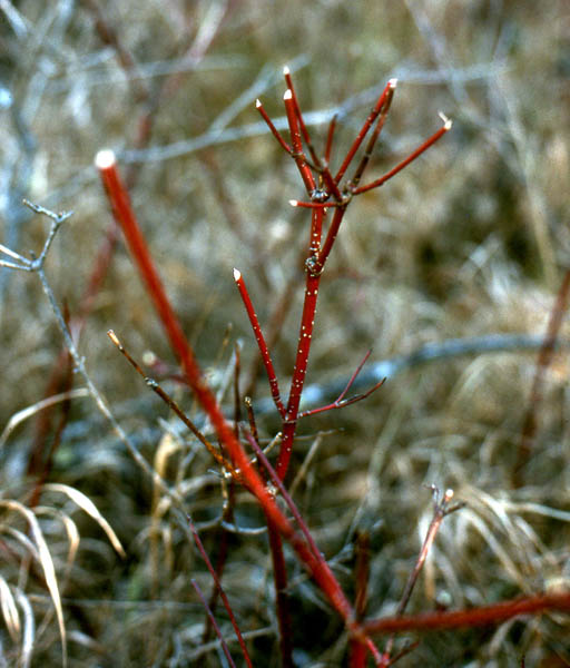 Red Osiers, Dogwood, a favorite winter browse plant of whitetails, are easy to spot with their red bark, tips eaten, and obvious growth from prior seasons.