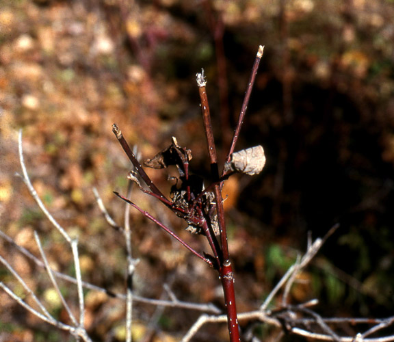 Red Osiers, Dogwood, a favorite winter browse plant of whitetails, are easy to spot with their red bark, tips eaten, and obvious growth from prior seasons.