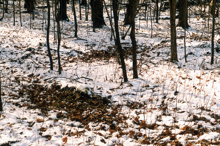 Disturbed snow and tracks give evidence of a battle between two whitetailed bucks.