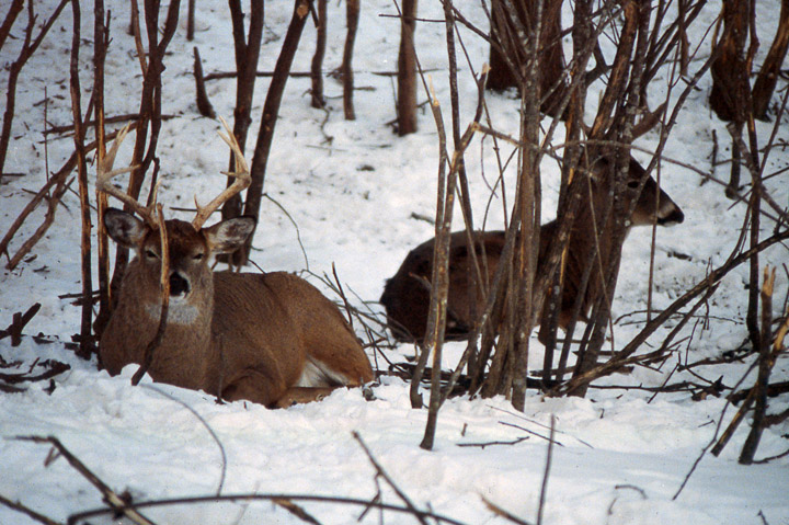 Whitetail bucks bedding in snow.