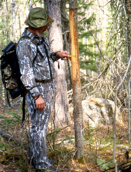 Doc measuring a large antler rub.