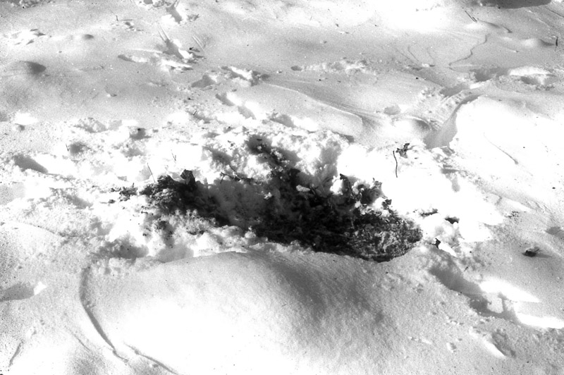 A buck urinating on its hind leg tarsal glands to leave its scent on a freshly made ground scrape.